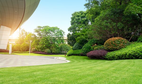 Commercial Shrub Trimming in Tyler