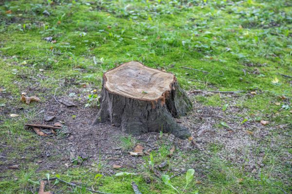 Bush Stump Removal in Tyler