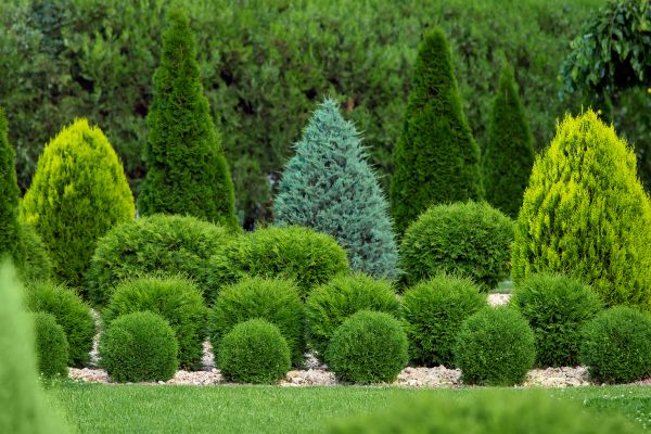 Cost of Bush Trimming Service in Tyler