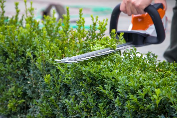 Hedge Pruning in Tyler