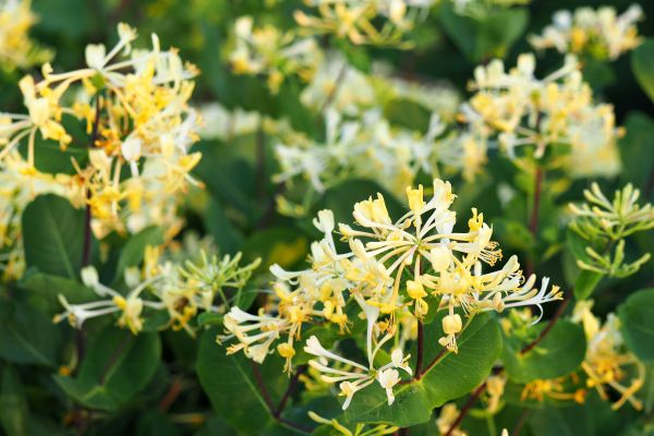 Cost of Honeysuckle Removal in Tyler