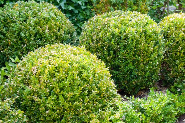 Landscape Trimming Service in Tyler