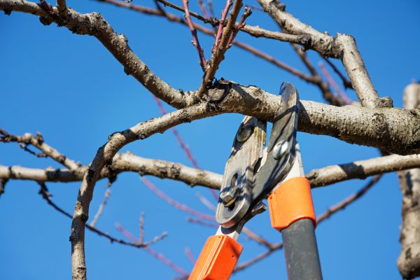 Pruning Service in Tyler