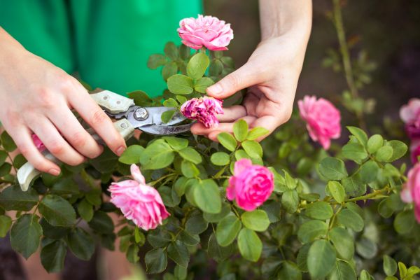 Cost of Rose Trimming in Tyler