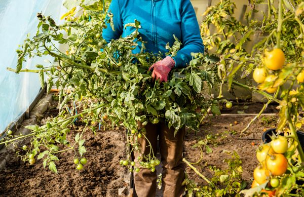 Garden Plant Removal in Tyler