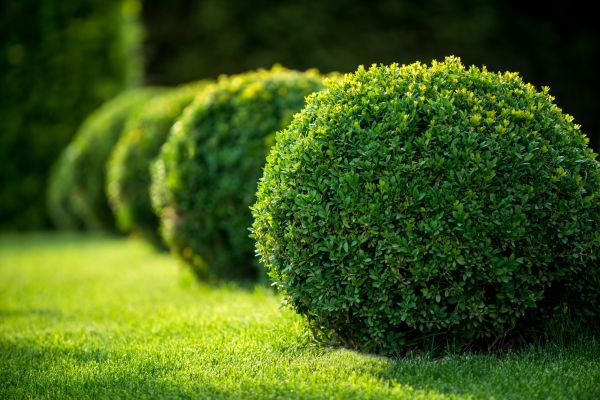 Cost of Bush Pruning in Tyler