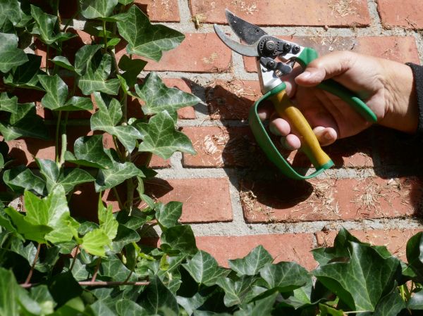 Ivy Removal Service in Tyler