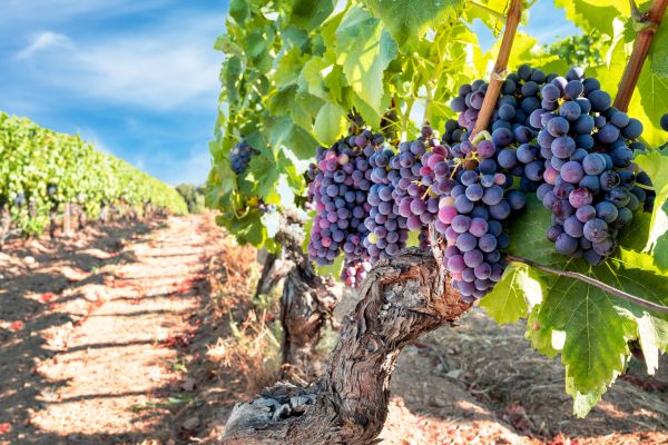 Cost of Grapevine Pruning in Tyler