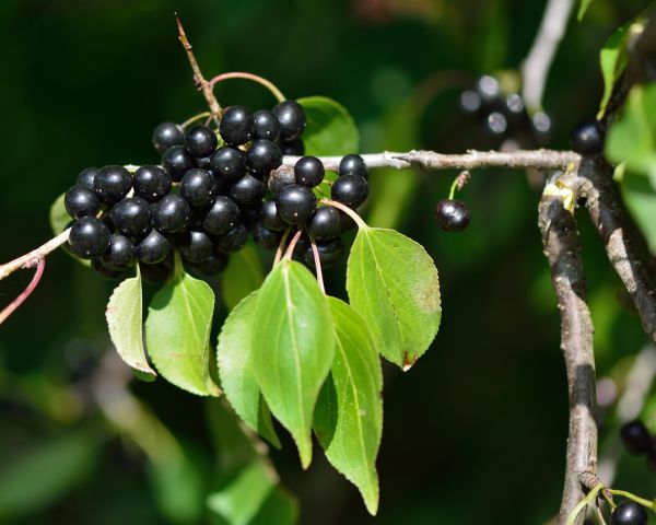 Cost of Buckthorn Removal in Tyler