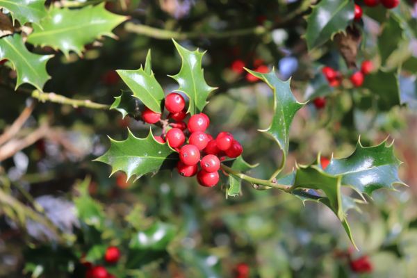 Cost of Holly Tree Trimming in Tyler