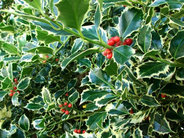 Cost of Holly Bushes Trimming in Tyler
