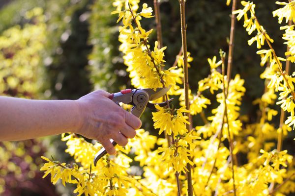 Forsythia Pruning in Tyler