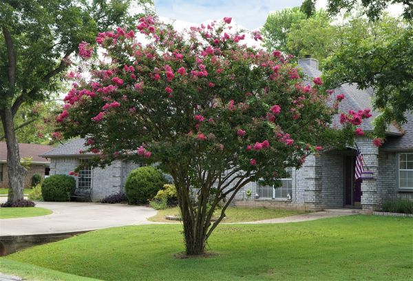 Crepe Myrtle Trimming in Tyler