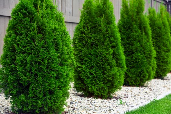 Arborvitae Removal in Tyler
