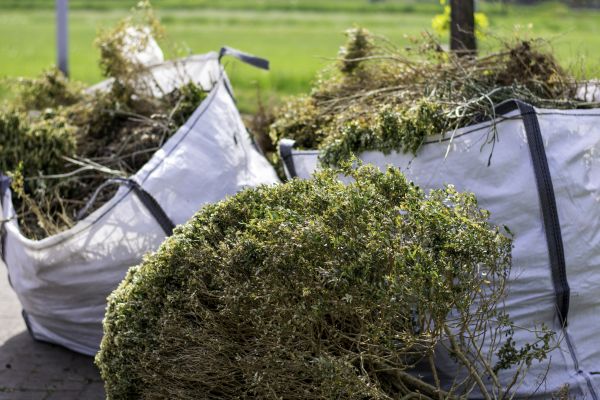 Cost of Shrubs Removal in Tyler