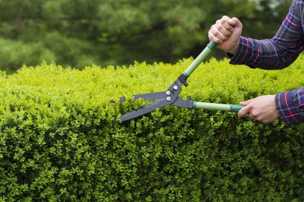 Cost of Evergreen Shrub Pruning in Tyler