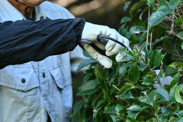 Holly Pruning in Tyler