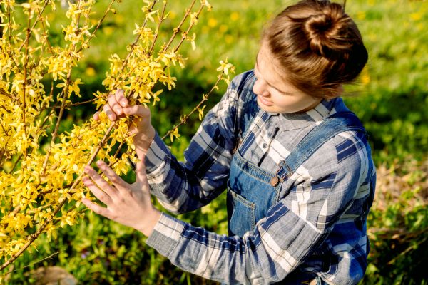 Cost of Forsythia Trimming in Tyler