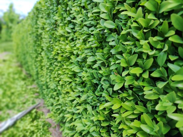 Cost of Boxwood Pruning in Tyler