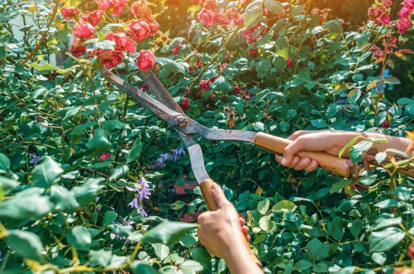 Knockout Roses Pruning in Tyler