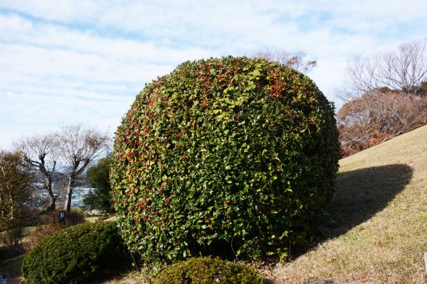 Cost of Holly Shrub Pruning in Tyler