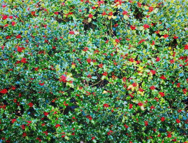 Holly Bush Removal in Tyler