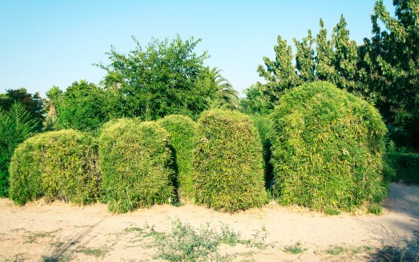 Bamboo Hedge Removal in Tyler