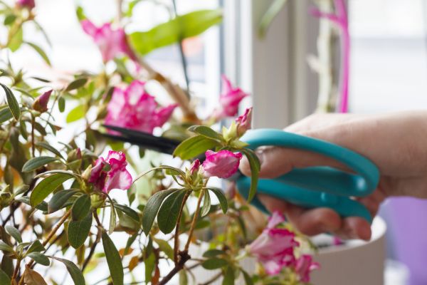 Azalea Pruning in Tyler