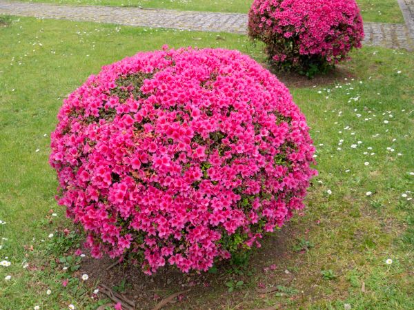 Cost of Rhododendron Pruning in Tyler
