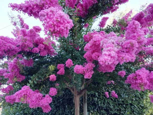 Cost of Crape Myrtle Pruning in Tyler