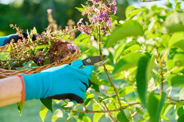 Lilac Trimming Service in Tyler