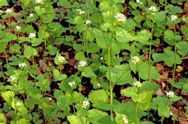 Garlic Mustard Removal in Tyler