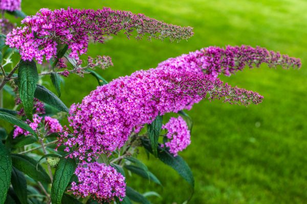 Butterfly Bush Removal in Tyler