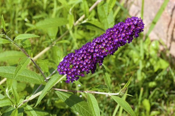 Butterfly Bush Pruning in Tyler
