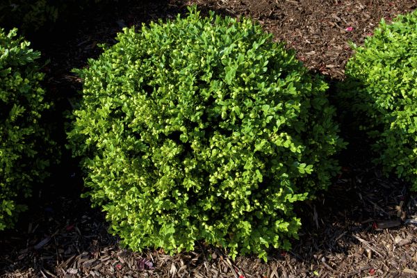 Boxwood Removal in Tyler