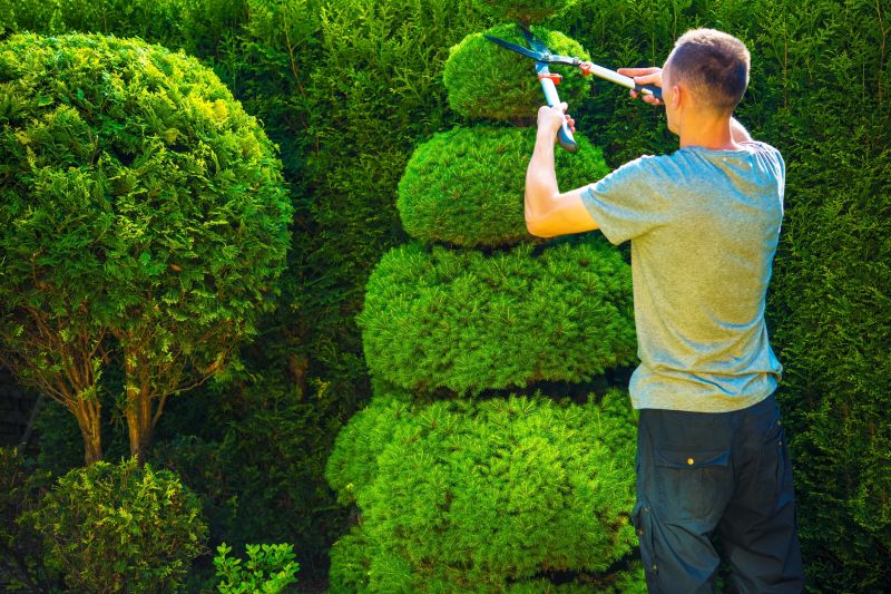 Expert Shrub Trimming