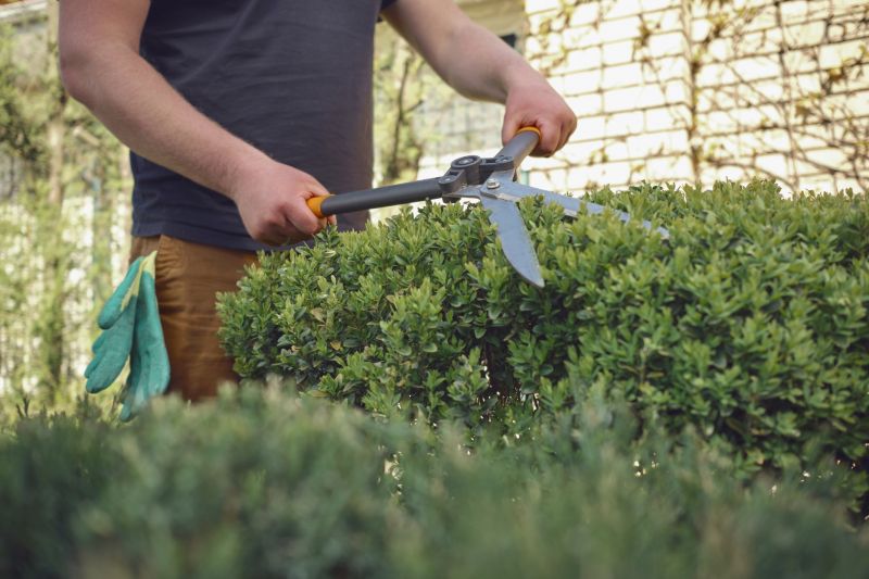 Trimmed Shrubs in Winter